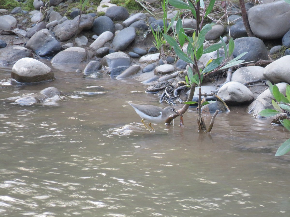 Spotted Sandpiper - ML74620261