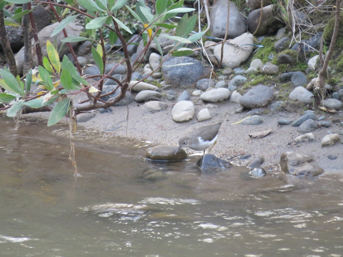 Spotted Sandpiper - ML74620271