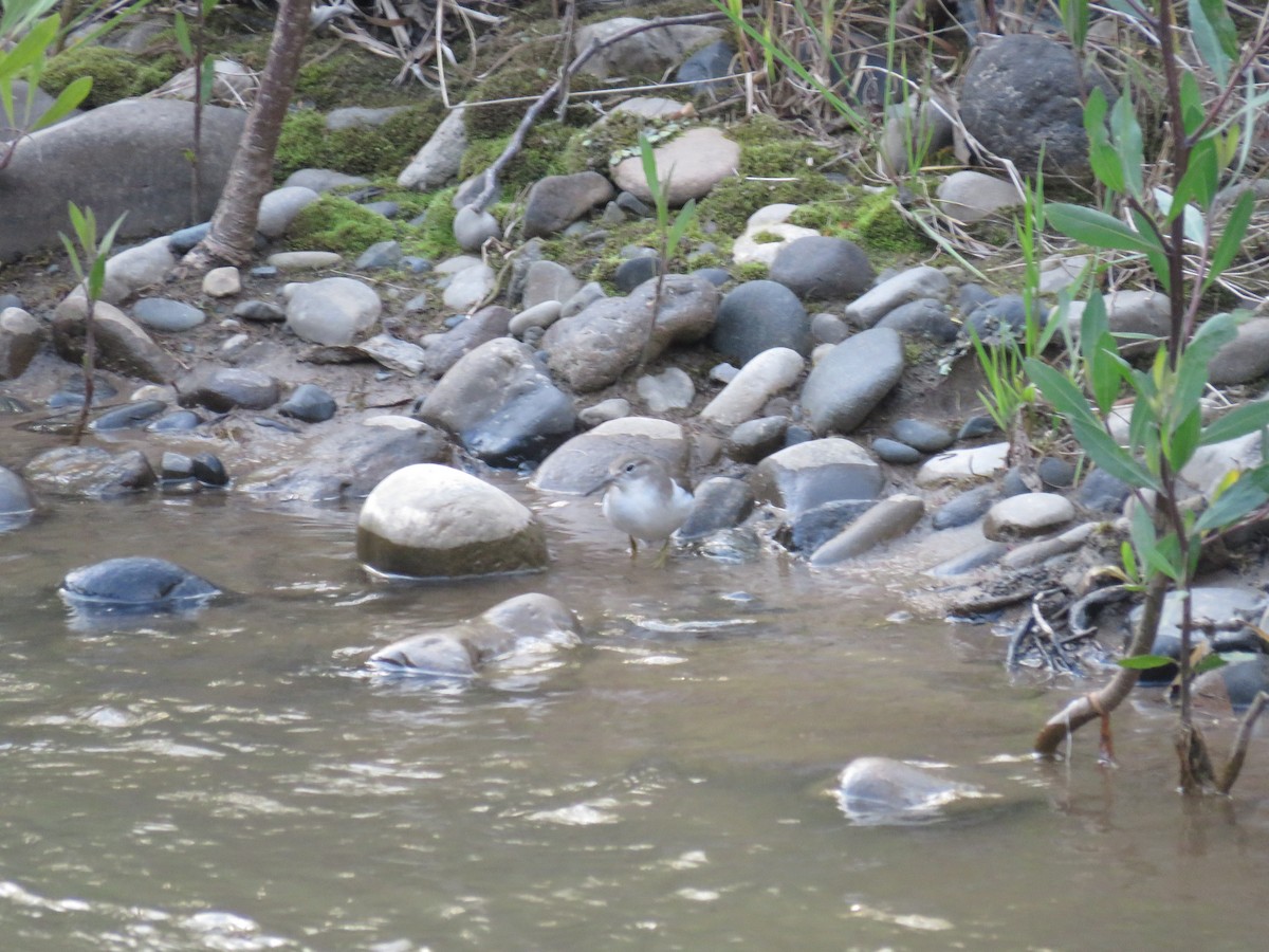 Spotted Sandpiper - ML74620281