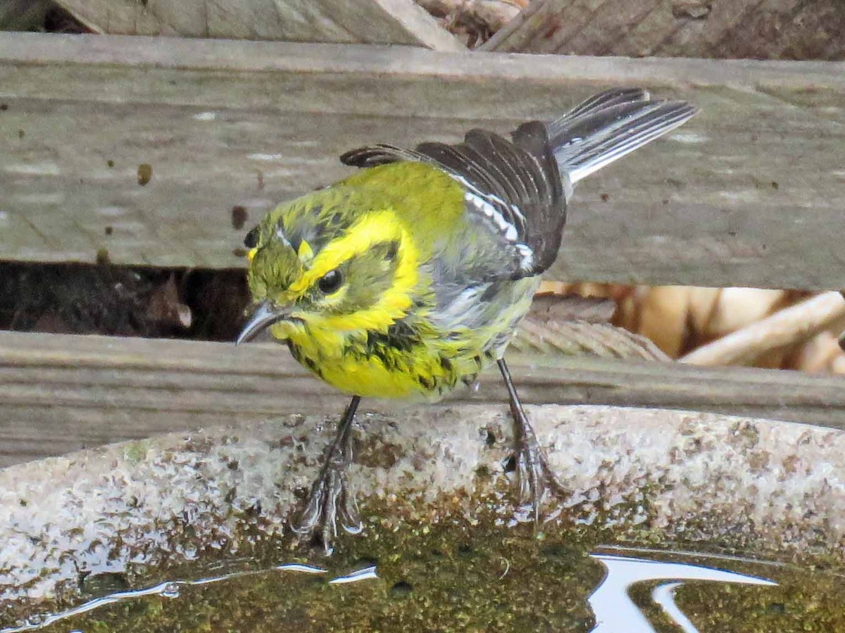 Townsend's Warbler - Sharon Hull