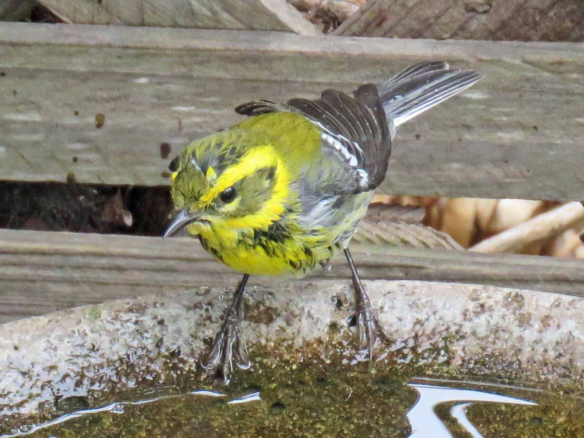 Townsend's Warbler - ML74620771