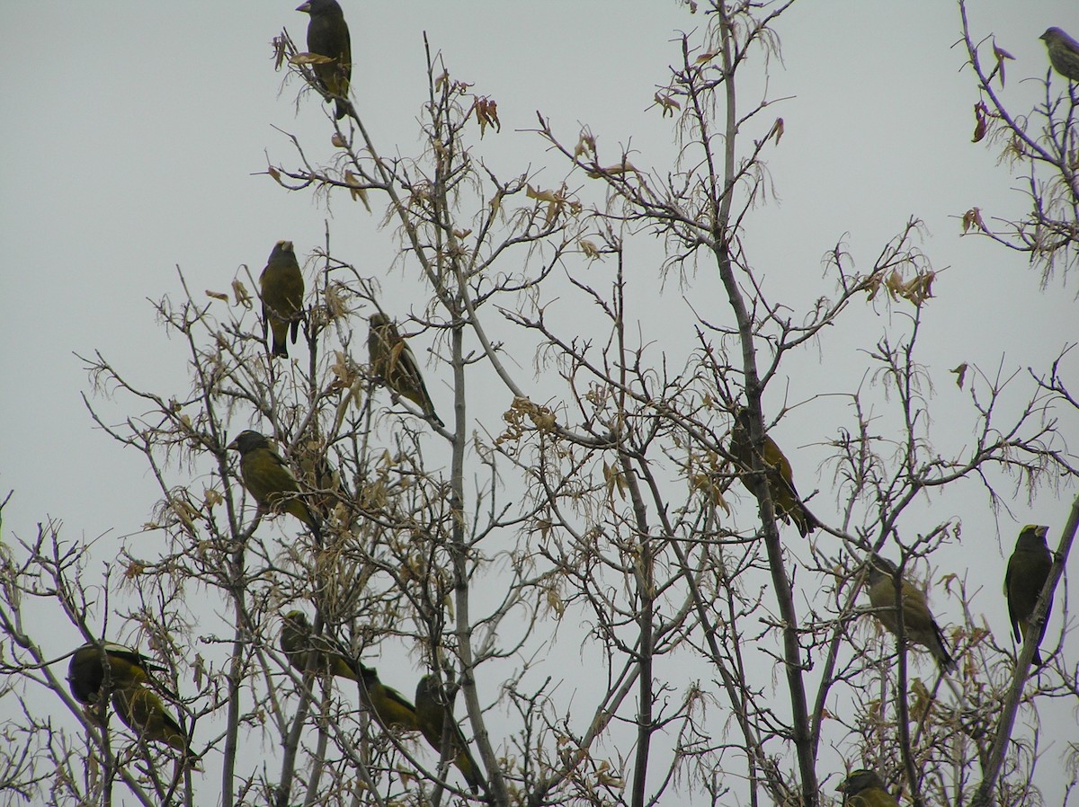 Evening Grosbeak - ML74620991