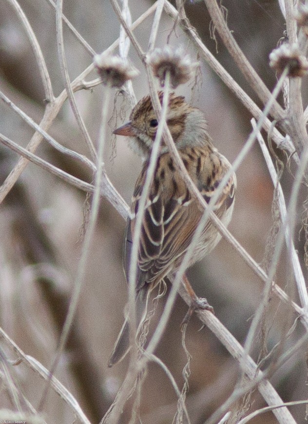 Clay-colored Sparrow - Adam Searcy