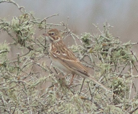 Vesper Sparrow - Adam Searcy