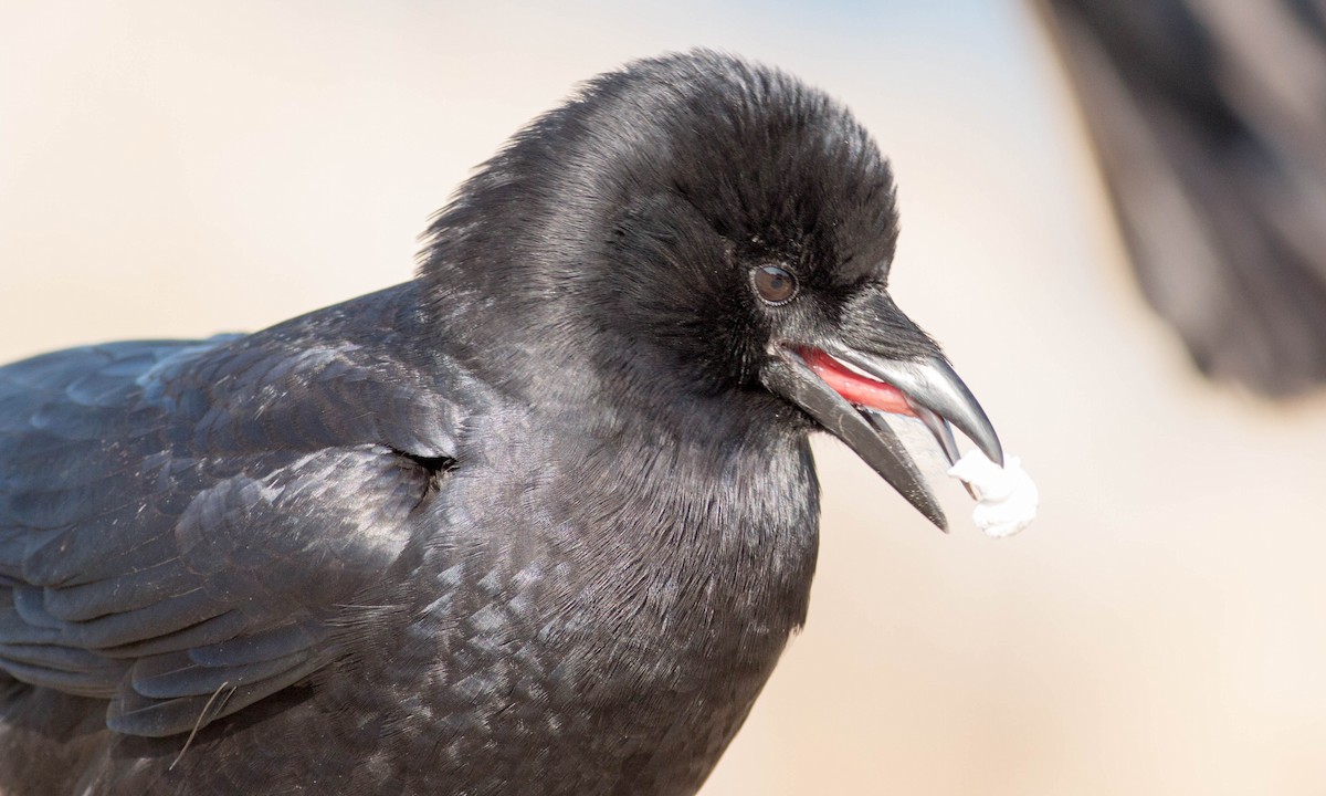 American Crow - ML74624591