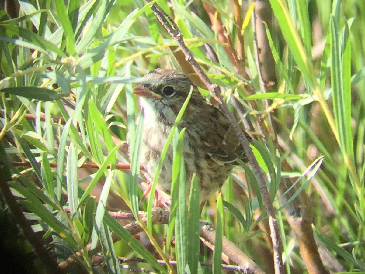 Song Sparrow - ML74624921