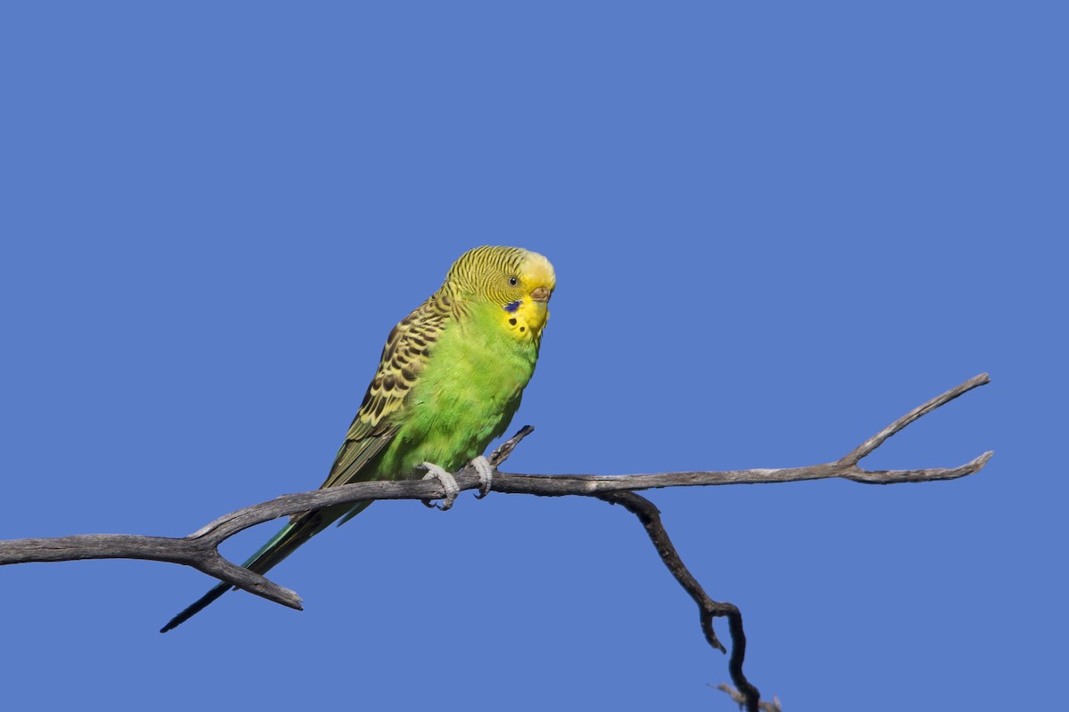Budgerigar - Owen Lishmund
