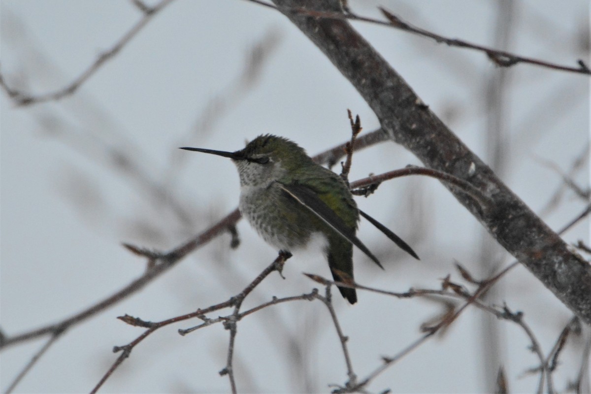 rødmaskekolibri - ML74625491