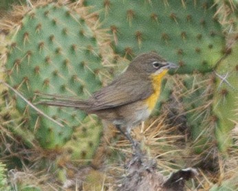 Yellow-breasted Chat - ML74625981