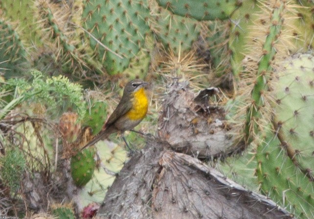 Yellow-breasted Chat - ML74625991