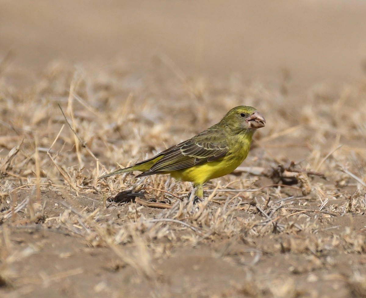 Southern Grosbeak-Canary - Theresa Bucher