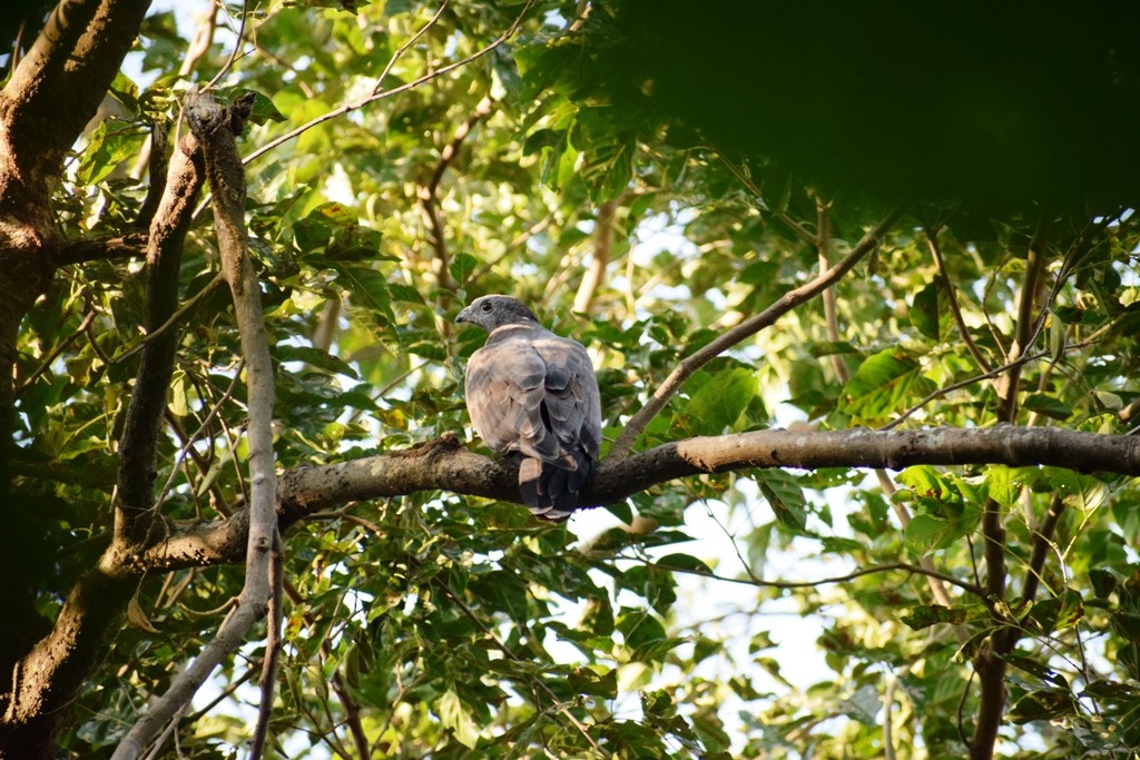 Oriental Honey-buzzard (Indomalayan) - ML74626361