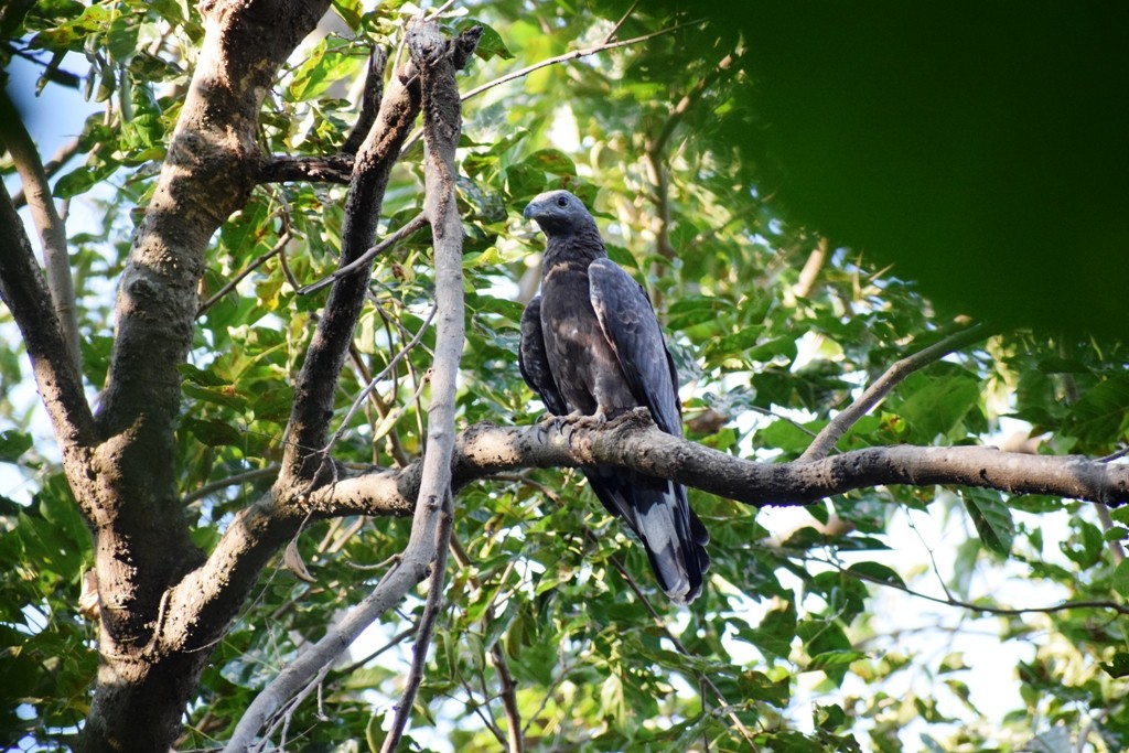 Oriental Honey-buzzard (Indomalayan) - ML74626371