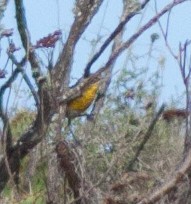 Yellow-breasted Chat - ML74627231