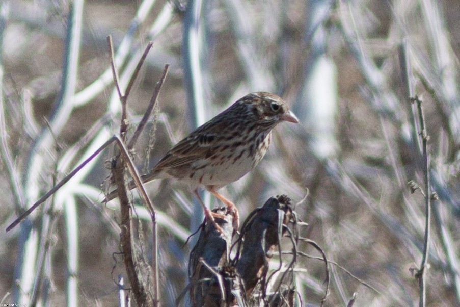 Vesper Sparrow - ML74627331