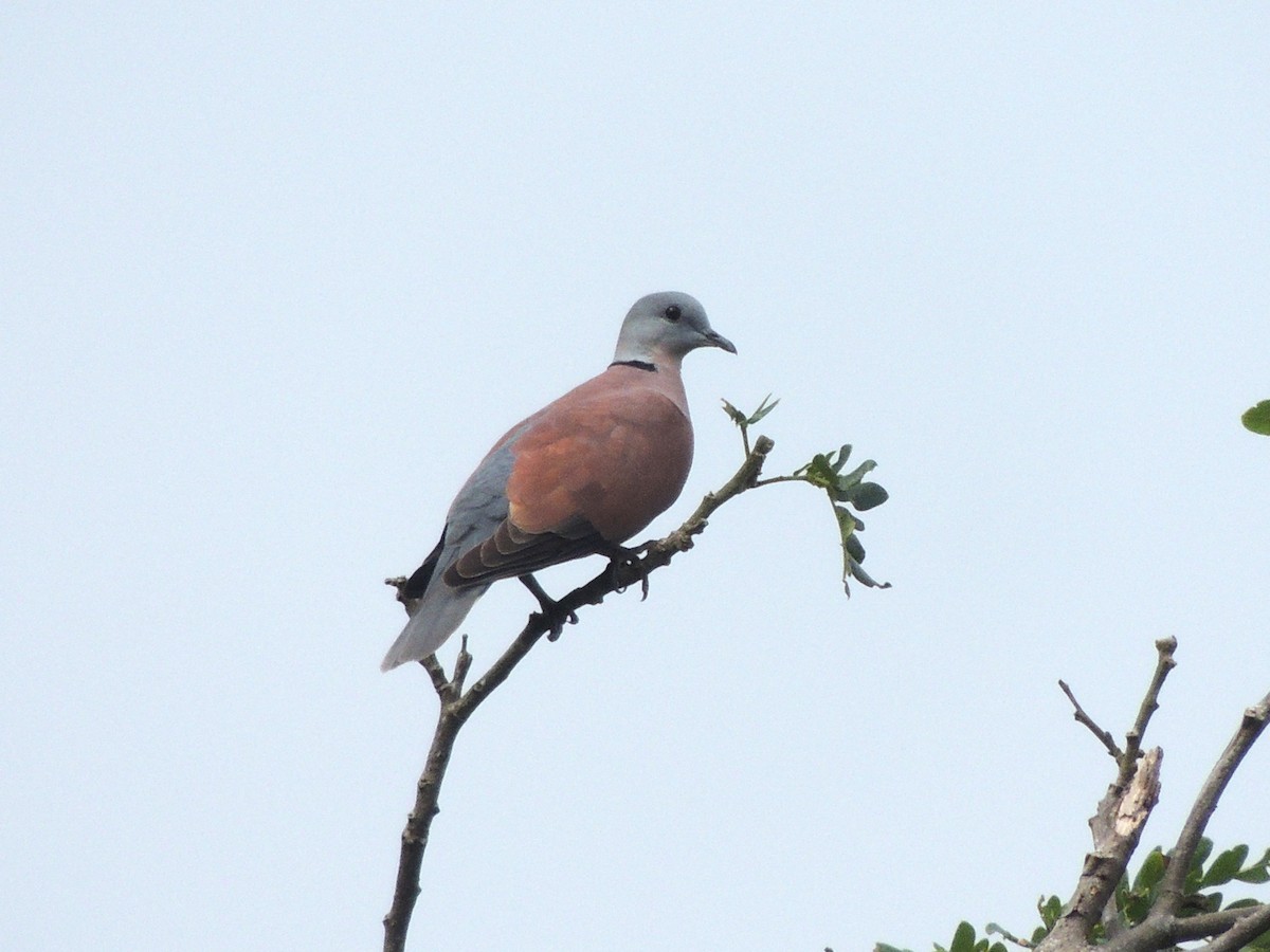 Red Collared-Dove - Bhakti Salgaonkar