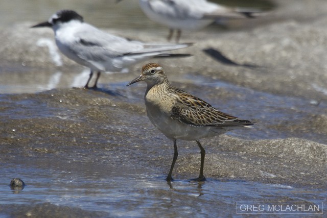 Sharp-tailed Sandpiper - ML74629751