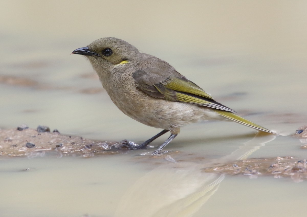 Fuscous Honeyeater - Michael Rutkowski