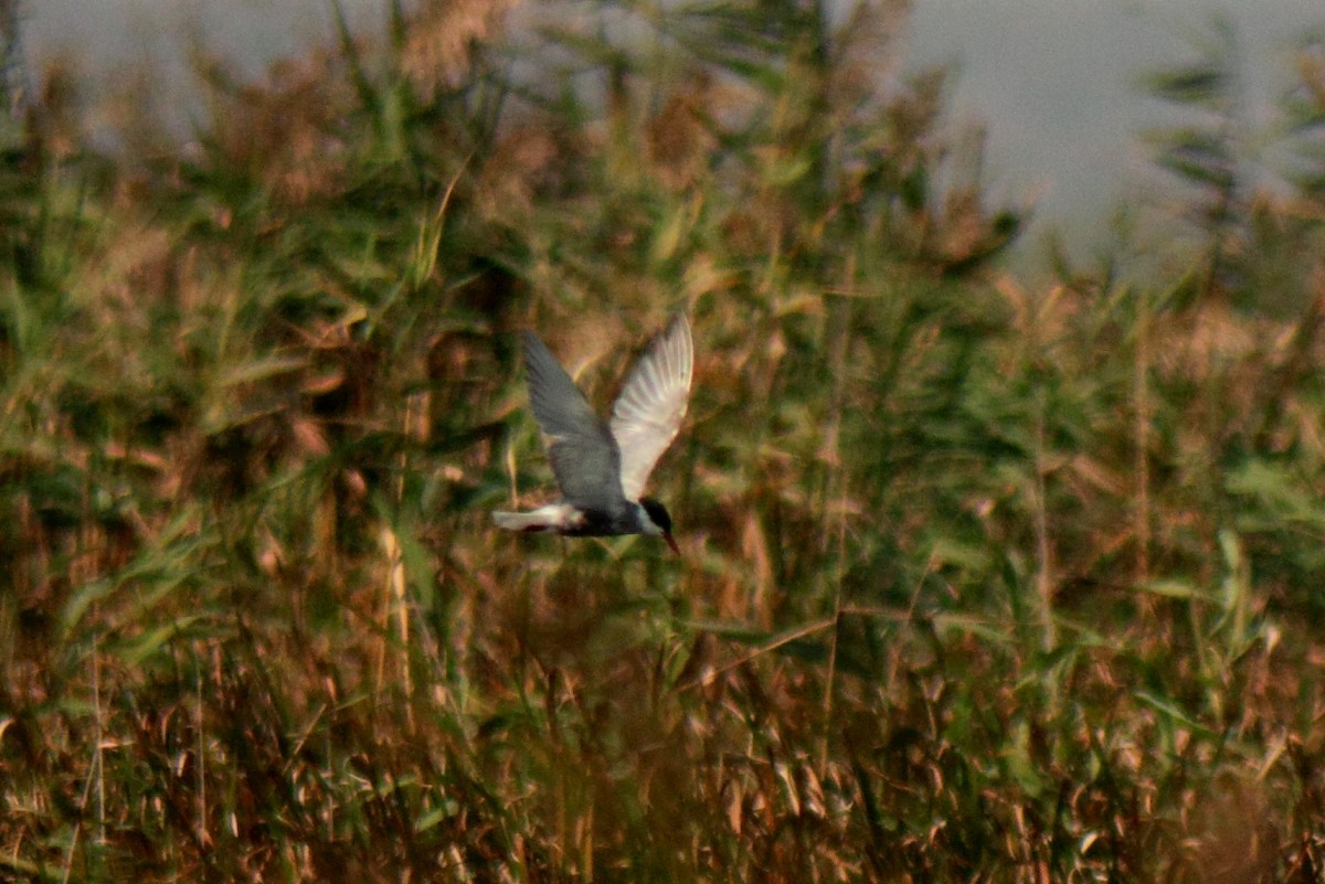 Whiskered Tern - ML74630511