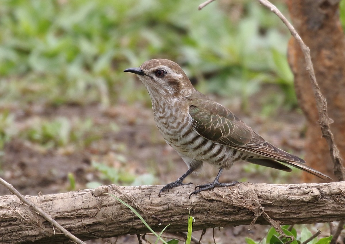 Horsfield's Bronze-Cuckoo - Michael Rutkowski