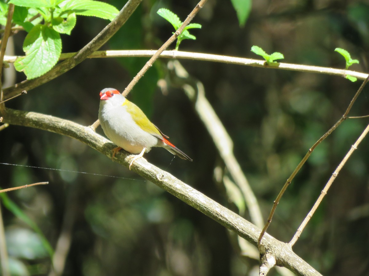 Red-browed Firetail - Jennifer Smith