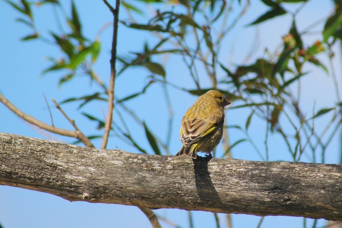 European Greenfinch - ML74632161