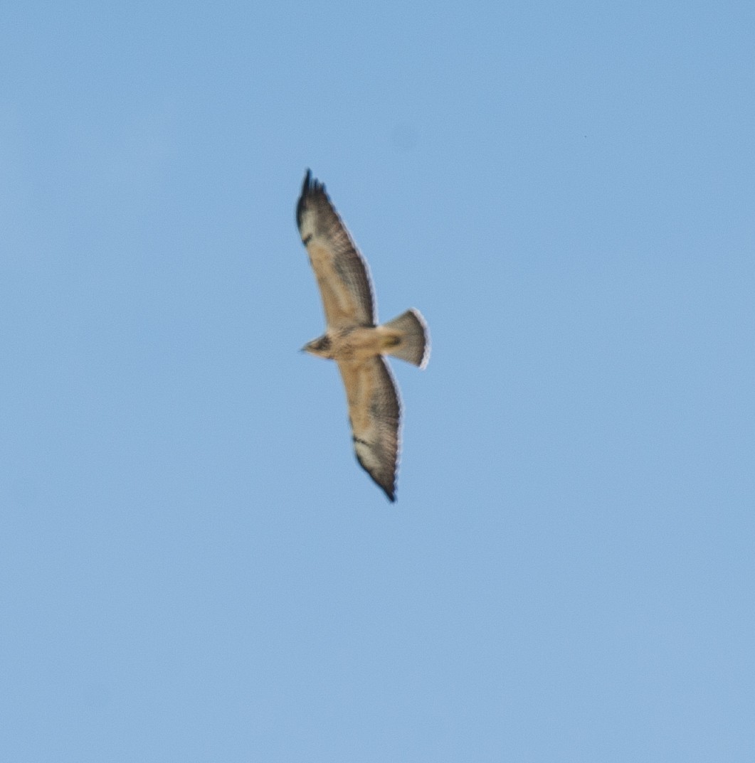 Swainson's Hawk - ML74634231