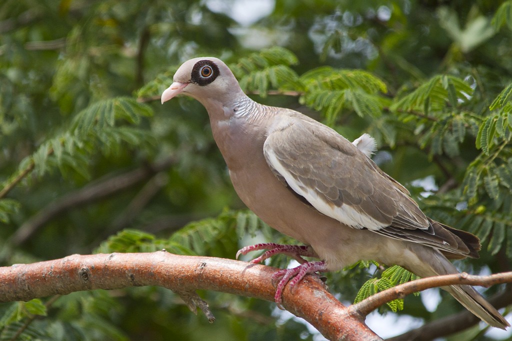 Bare-eyed Pigeon - Piet Grasmaijer