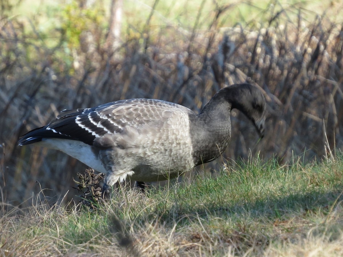 Barnacla Carinegra (hrota) - ML74635891