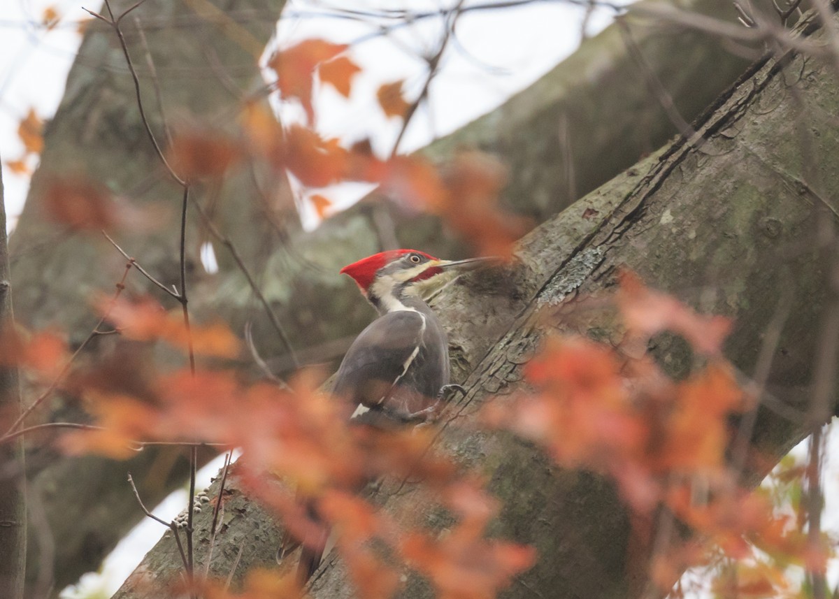 Pileated Woodpecker - Preston Lust