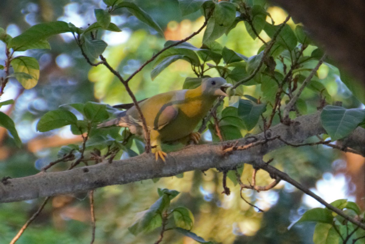 Gray-fronted Green-Pigeon - ML74641101