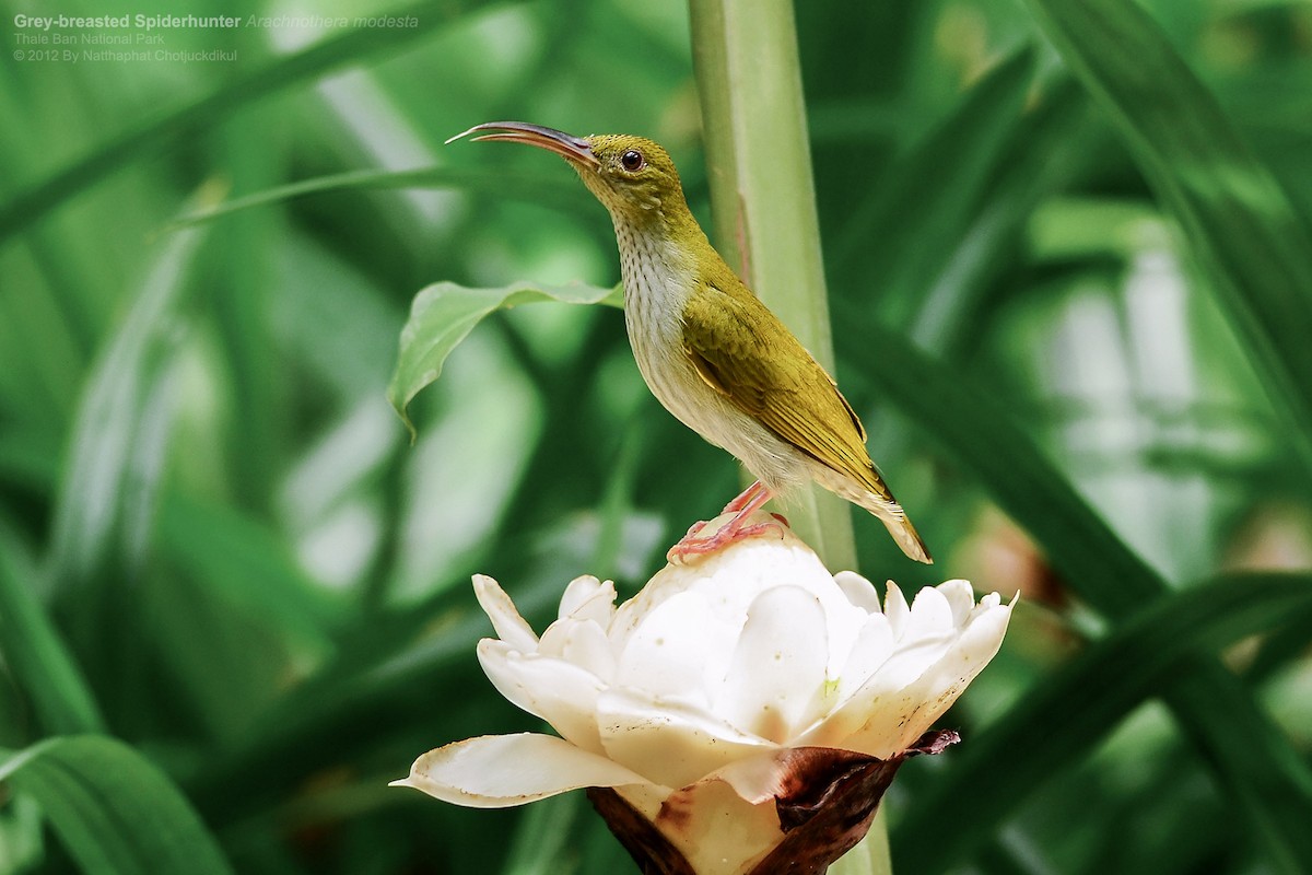 Gray-breasted Spiderhunter - Natthaphat Chotjuckdikul