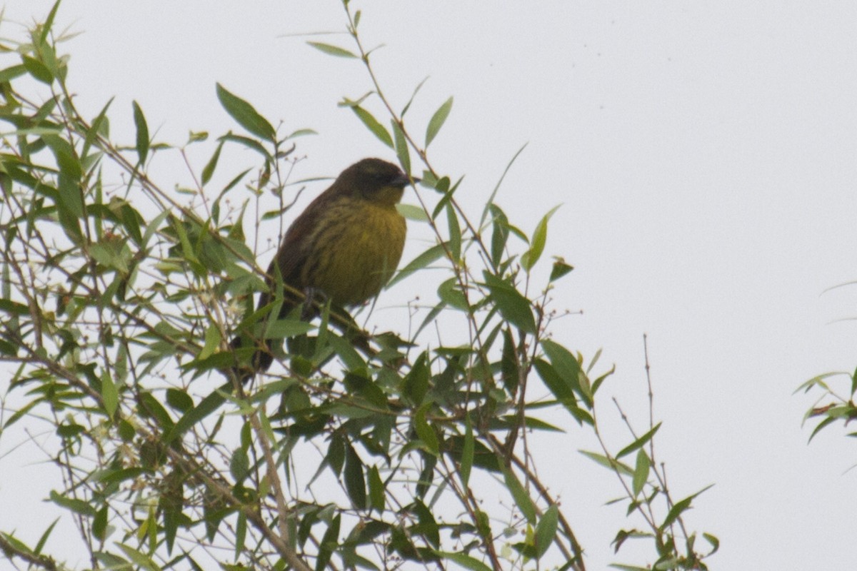 Unicolored Blackbird - ML74641361