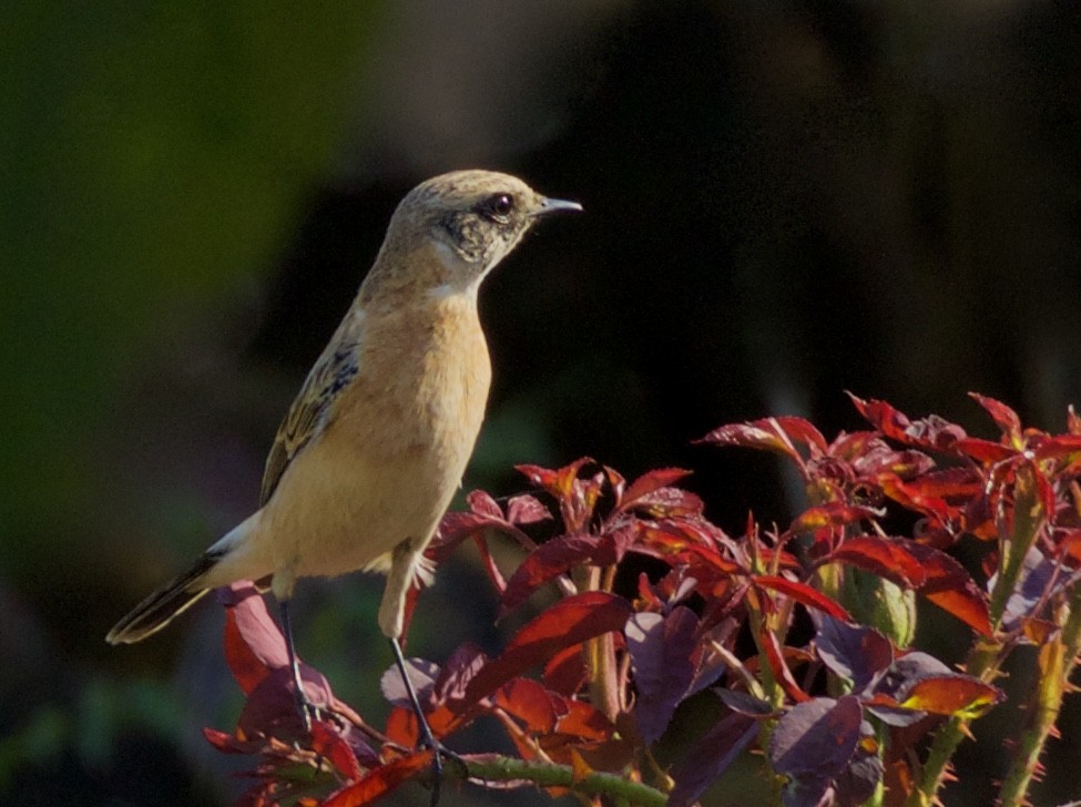 Siberian Stonechat - ML74641381