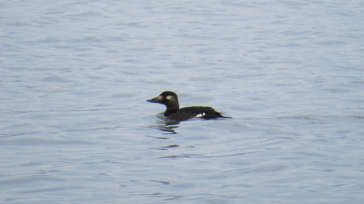 White-winged Scoter - ML74641651