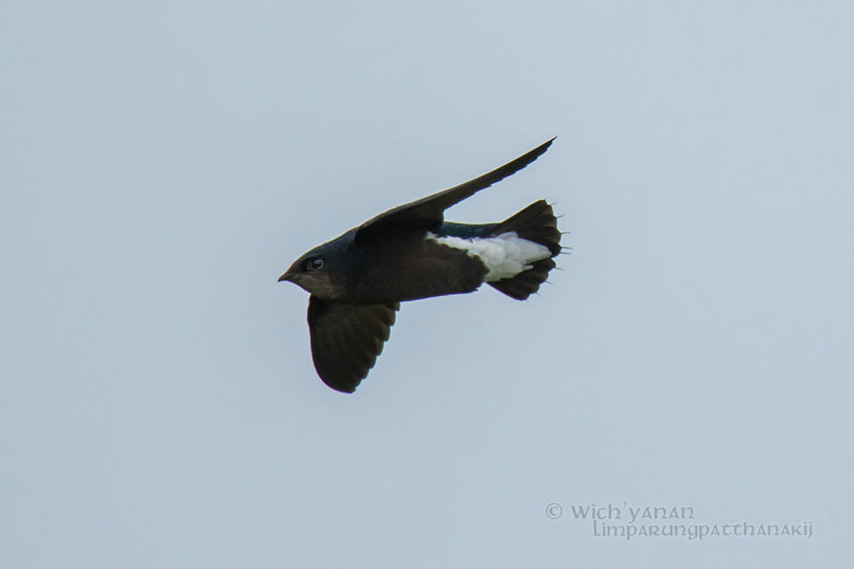 Silver-backed Needletail - Wich’yanan Limparungpatthanakij