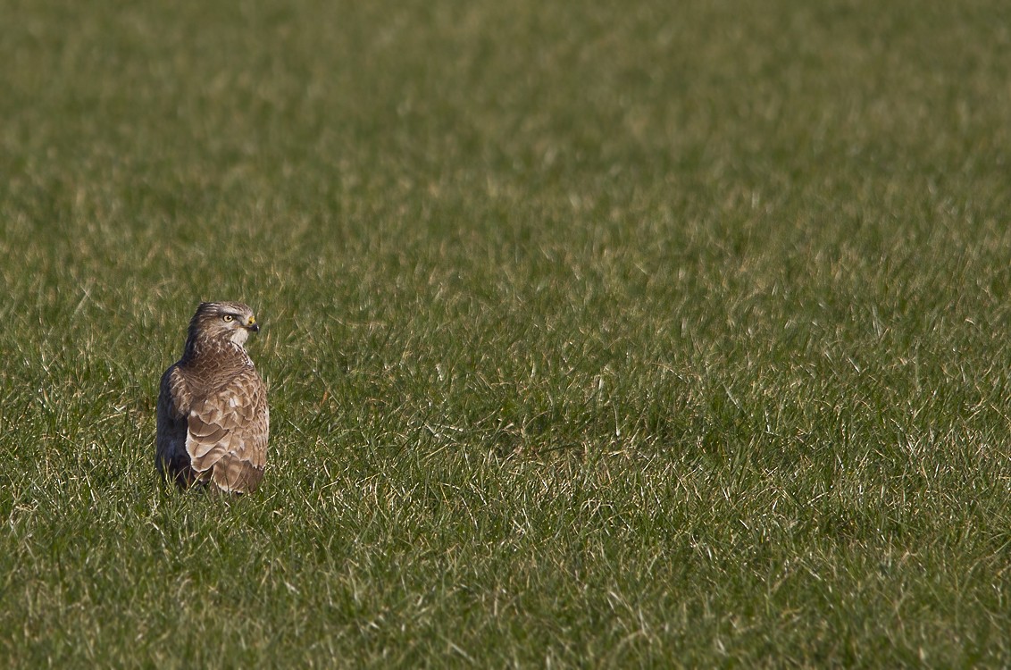 Ойн сар - ML74642041