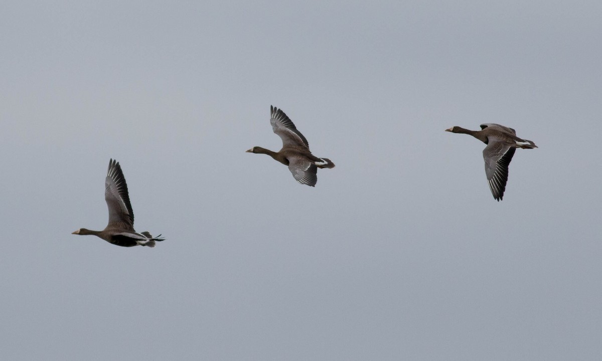 Greater White-fronted Goose (Western) - ML74643851