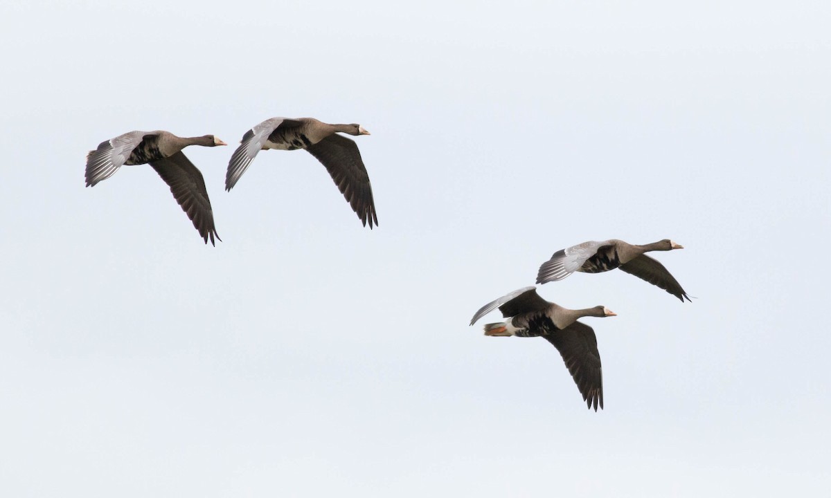 Greater White-fronted Goose (Western) - ML74644701
