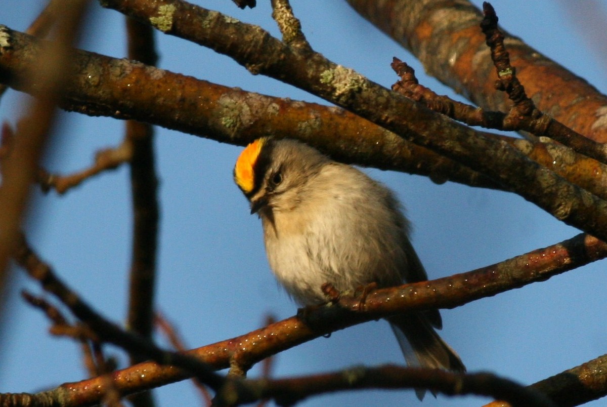 Golden-crowned Kinglet - Margaret Viens