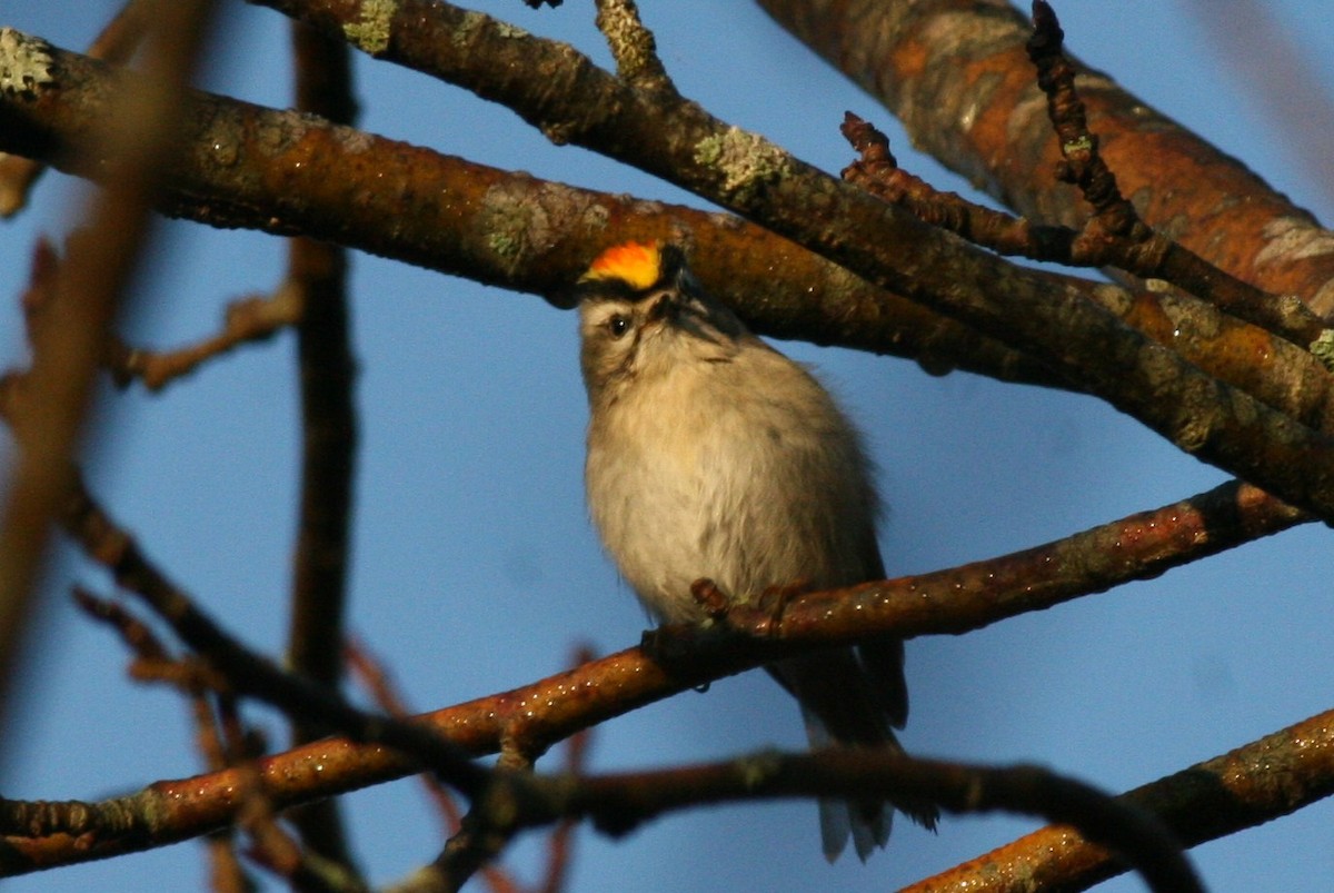 Golden-crowned Kinglet - Margaret Viens