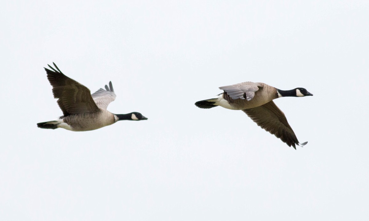 Barnacla Canadiense Chica (leucopareia) - ML74645461