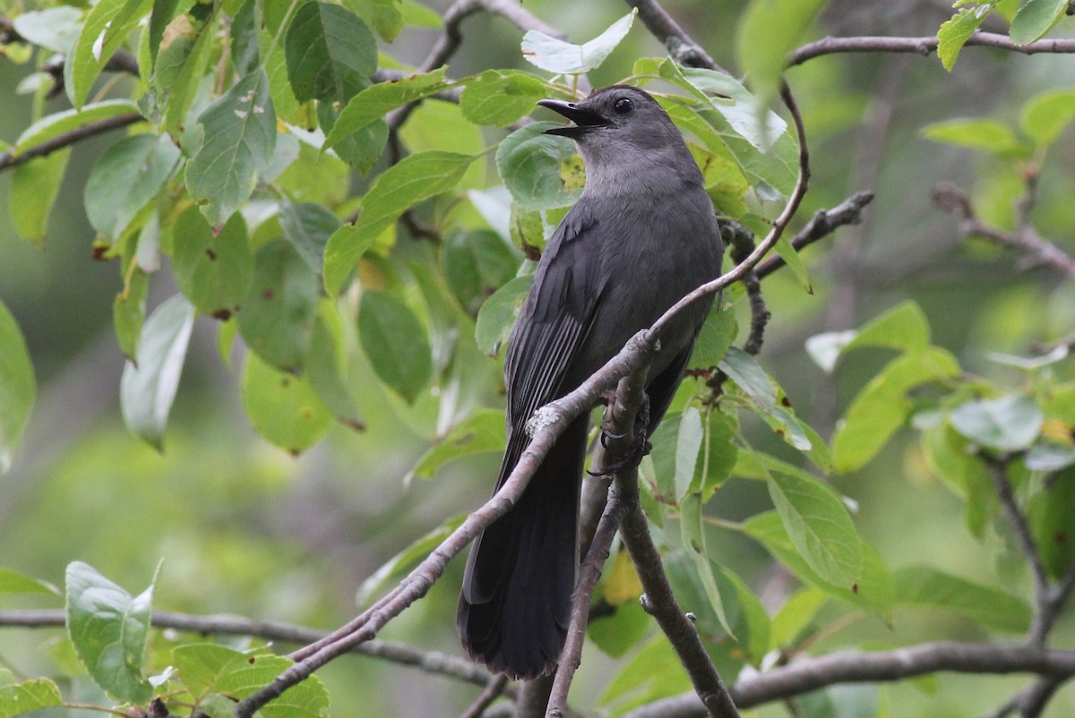 Gray Catbird - Margaret Viens