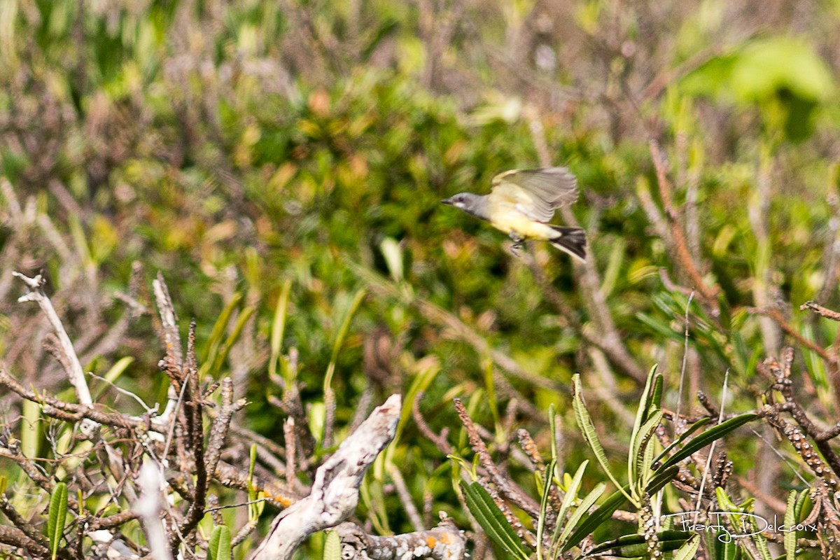 Cassin's Kingbird - ML74646331