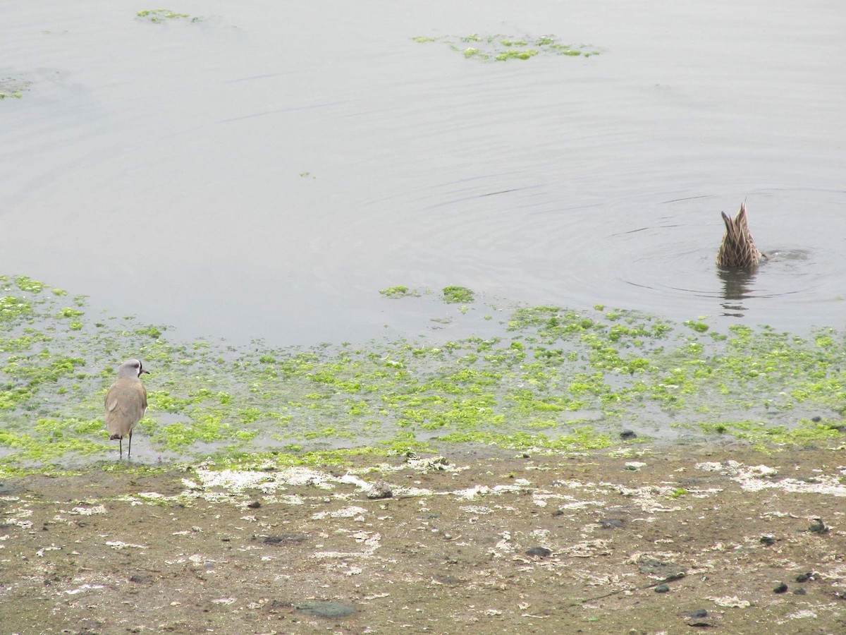 Southern Lapwing - Bastian Sandoval