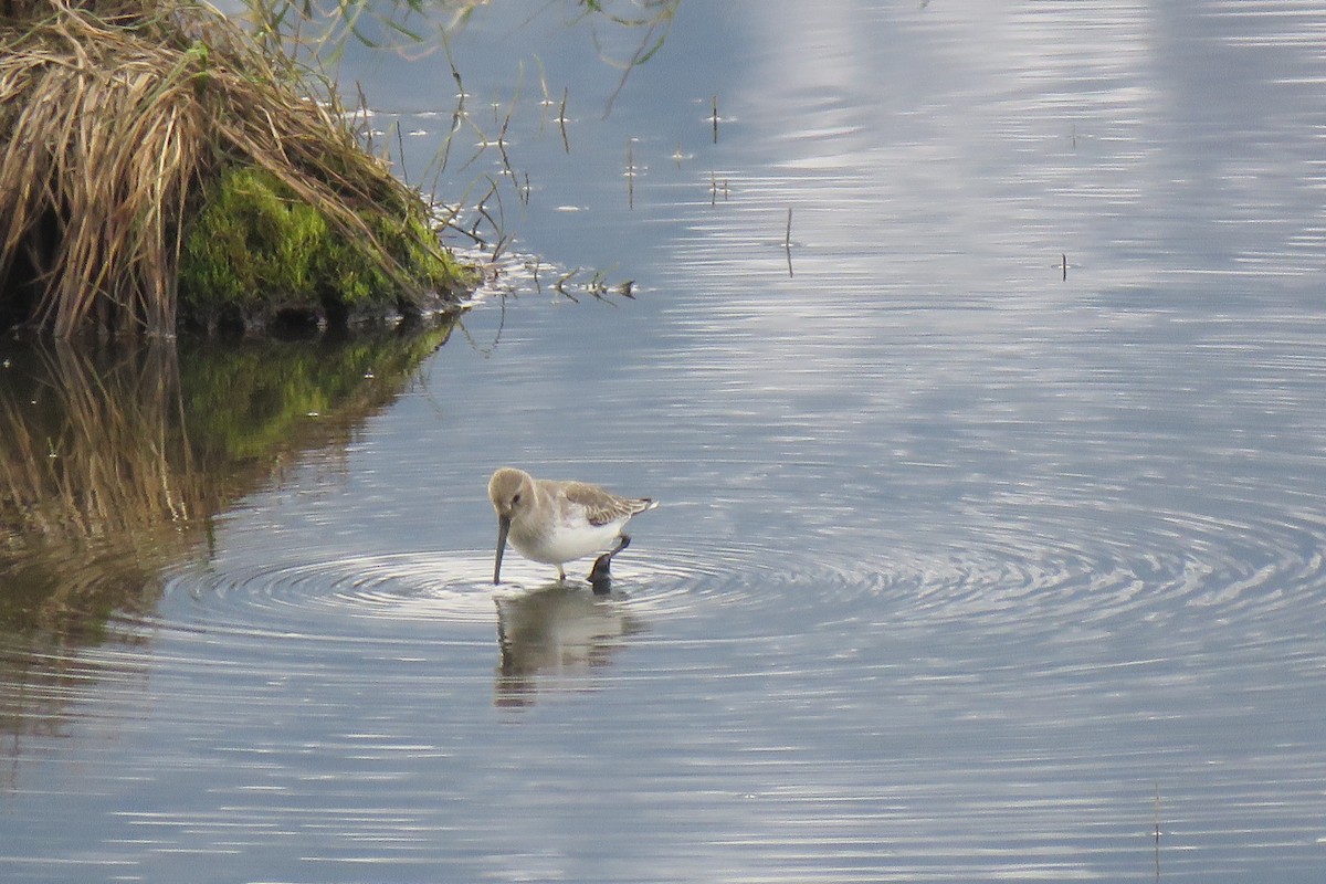 Dunlin - Michael Morris