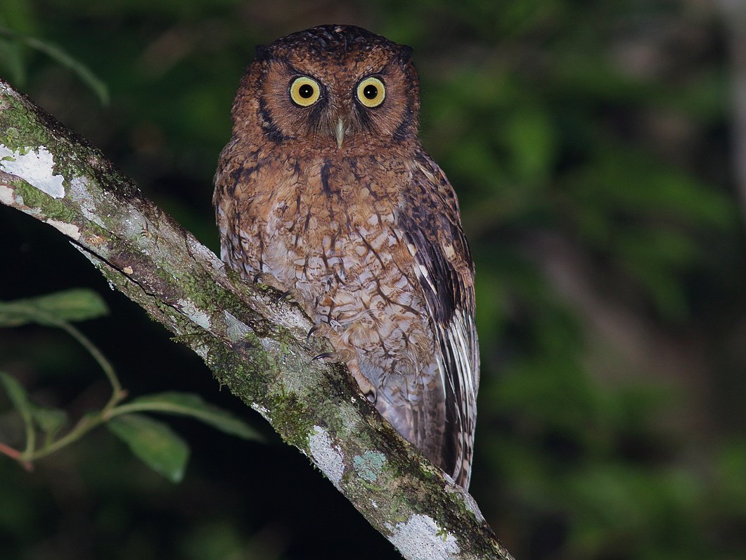 ズグロオオコノハズク - eBird