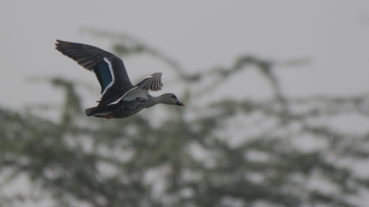 Indian Spot-billed Duck - Parmil Kumar