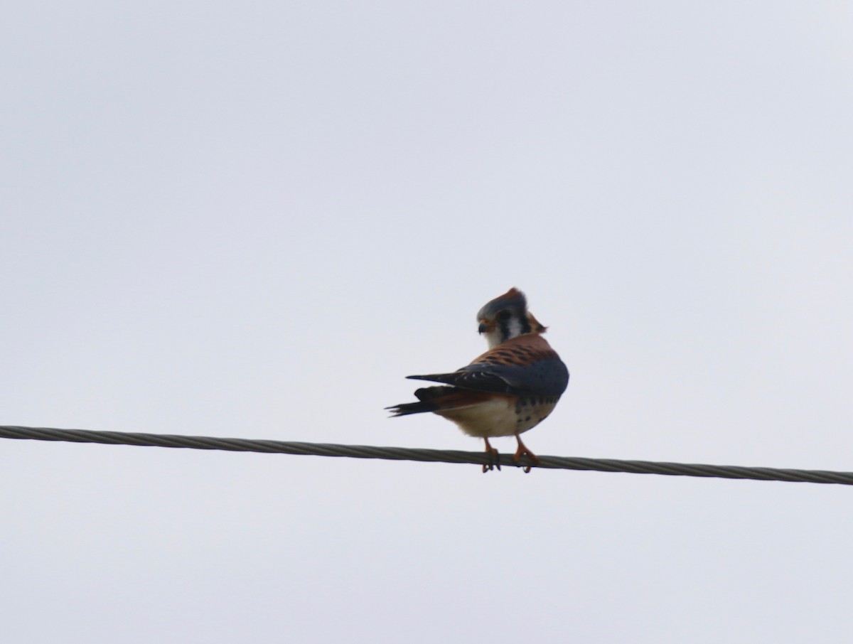 American Kestrel - Rob Jamieson