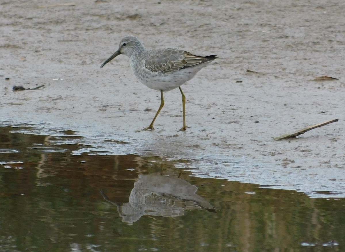 Stilt Sandpiper - Devin Johnstone